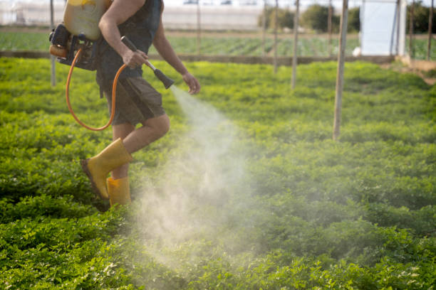 Best Wasp Removal Services  in Kitsap Lake, WA